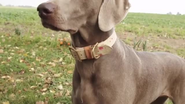 Funny_Clip_short_#dog_#funny_#shorts