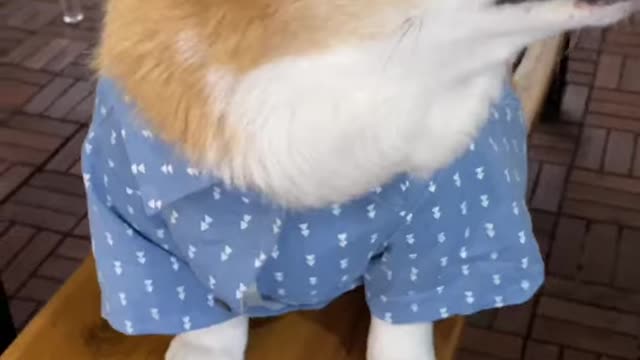 Corgi Makes Breakfast for Friends