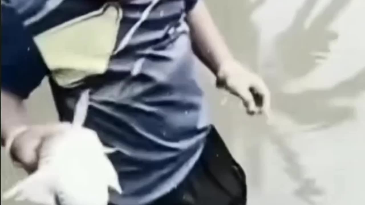 Funny Video