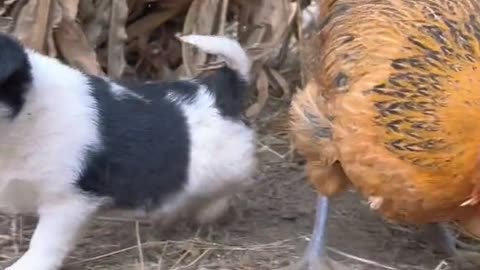 puppy playing with hen