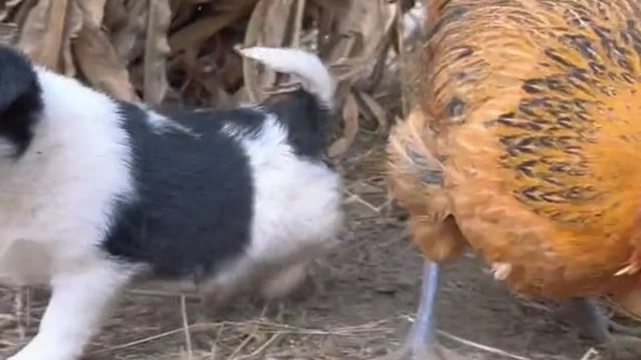 puppy playing with hen