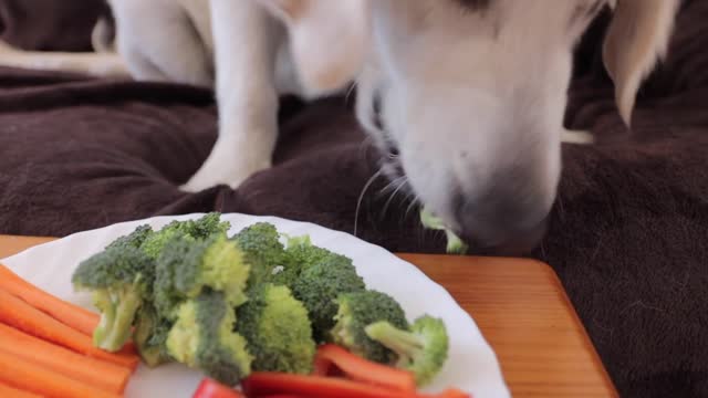 Dog Tries Vegetables and Turns Into Them - Cute Dog Bailey