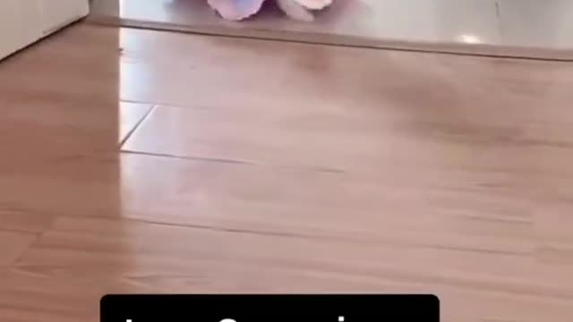 cute puppy video