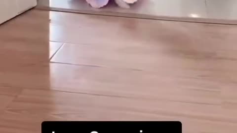 cute puppy video