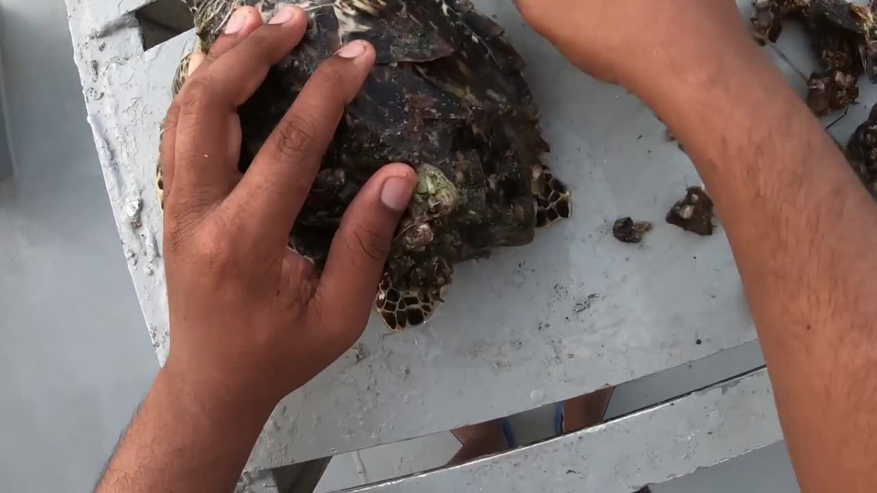 Rescue Sea Turtle Removing Barnacles From a Poor Sea Turtle | animals, Nature, turtles, ocean, ASMR