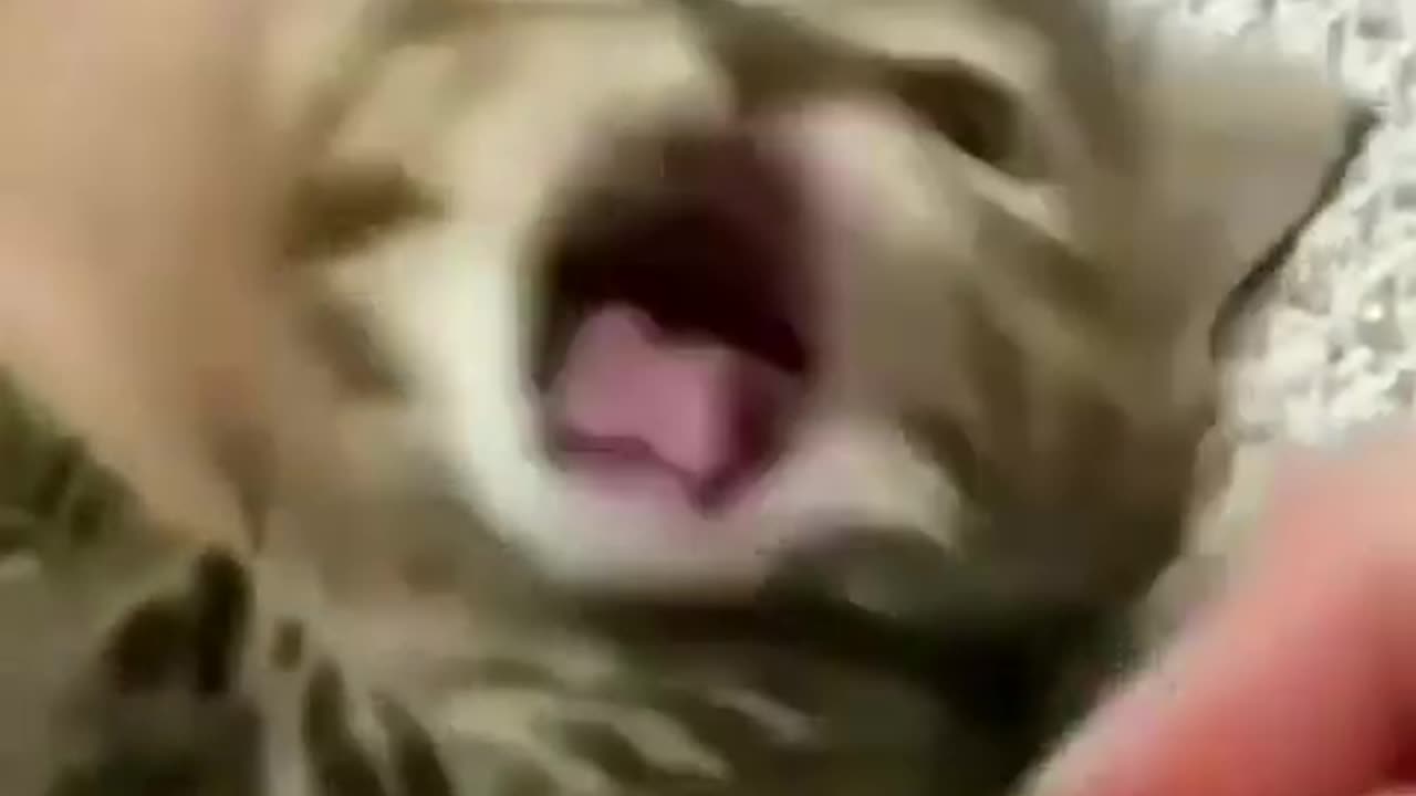 A catchy and optimized video title might be: "Funniest Cats of 2024 😸🐈 | Hilarious Animal Videos #6