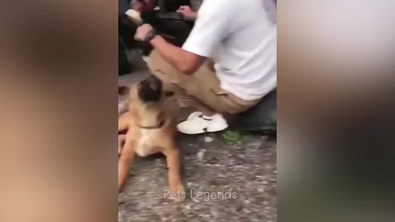 Funny animals 😂😂