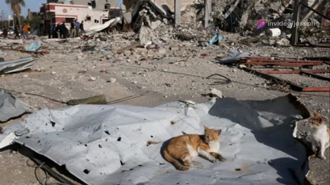 Stray Dogs Eating Bodies in Gaza: A Humanitarian Crisis