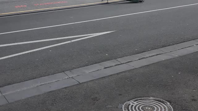 Peacock casually going for a stroll!!