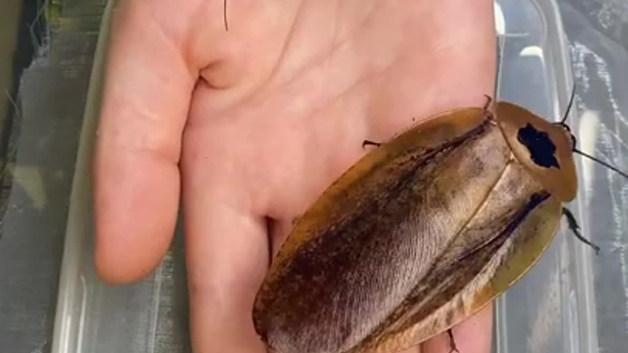 Some insects are very similar to...