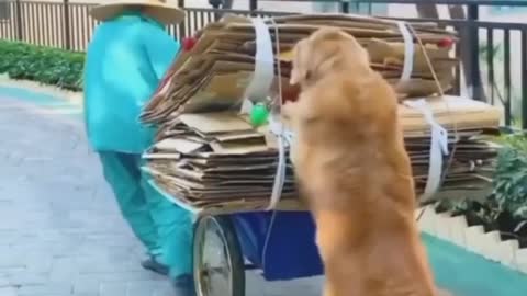 Helping dog