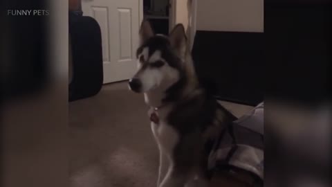 Funny HUSKY ★ HUSKIES ARE TOO CUTE! [Funny Pets]