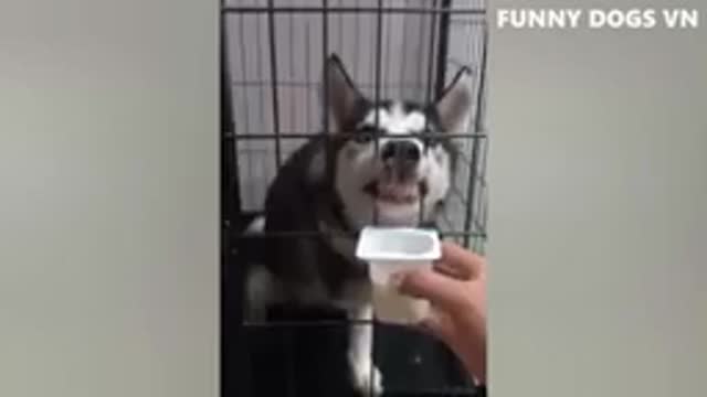 Funny animals dog completion 2022