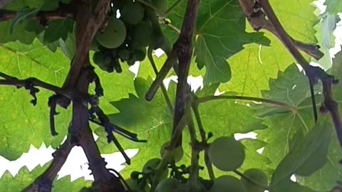 Indian grapes 🍇 farming 🧺 wow 😳