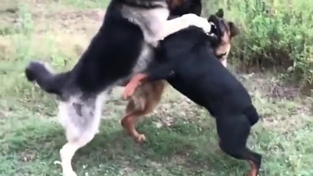 Real unbelievable fight between Rottweiler vs German Shepherd