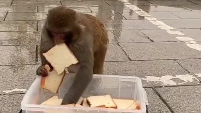 A large group of monkeys were fighting over the bread