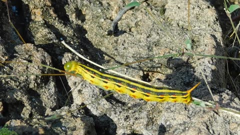 Yellow Hornworm Caterpillar - Sphinx Moth