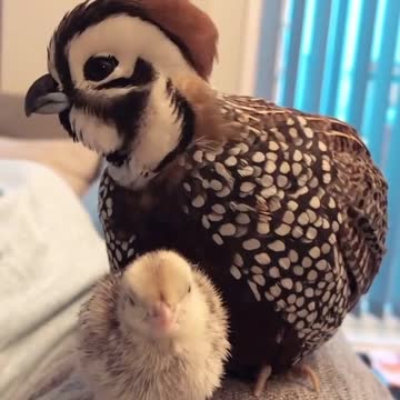 Bird world funny video 13