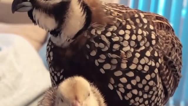 Bird world funny video 13