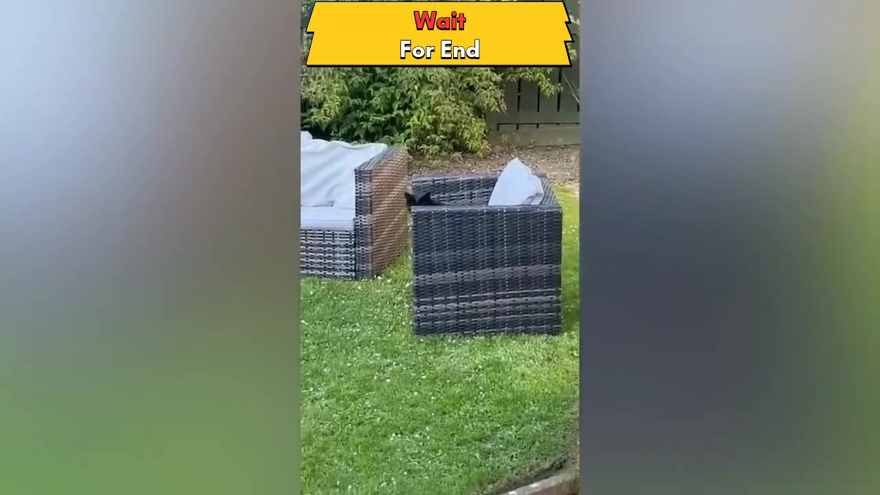 Funny animals video by asailam