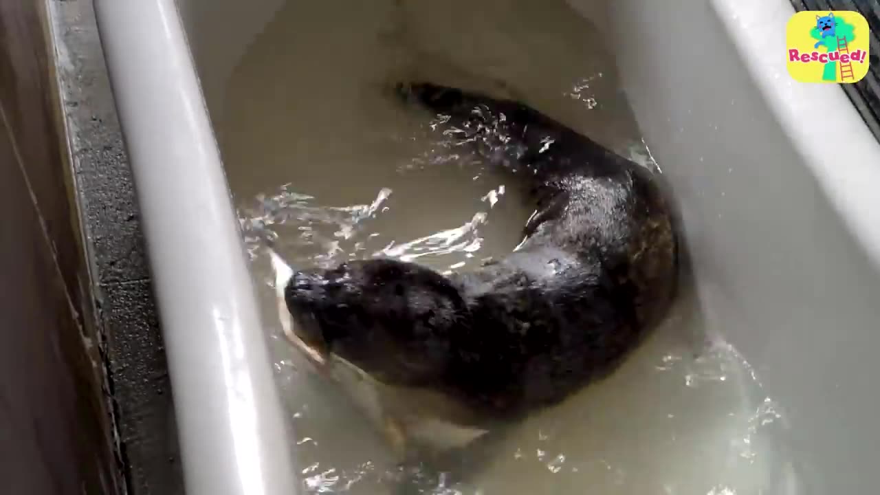 Rescued Seal 😍😍Does The Funniest Thing When Defending Her Bathtub Dodo Kids Rescued!😍