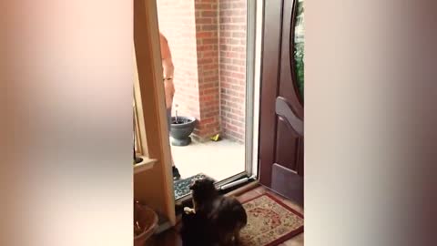 Try Not To Laugh Funny Videos - Funny Pets Doing Dumb Stuff