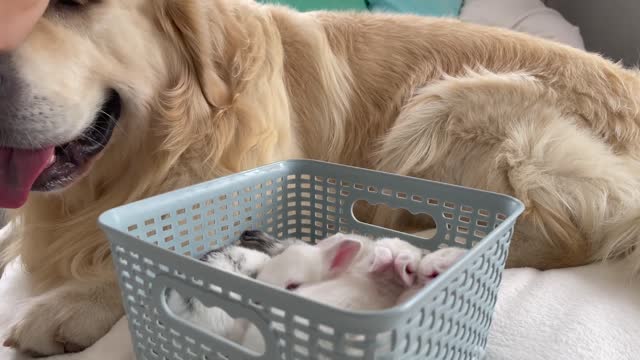 Golden Retriever Meets New Baby Bunnies!