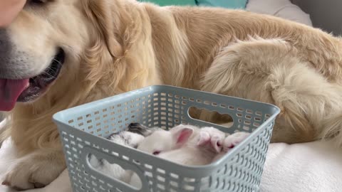 Golden Retriever Meets New Baby Bunnies!