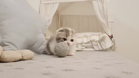 Cute Cat Playing 🐈😸