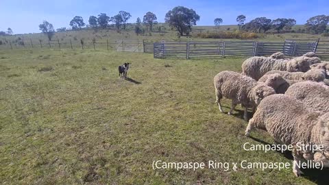 Campaspe Stripe (Campaspe Ring x Campaspe Nellie)