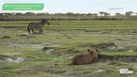 Lions: The Hunt For Survival