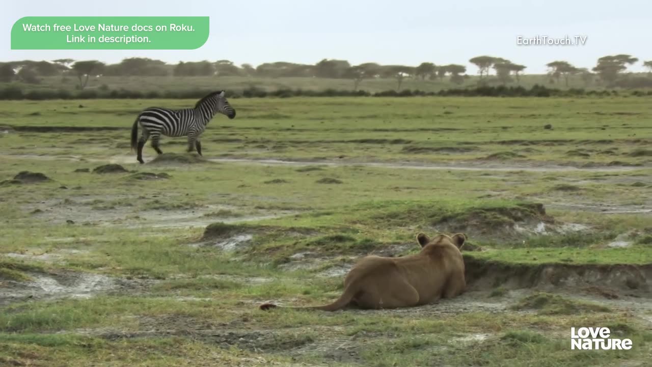 Lions: The Hunt For Survival