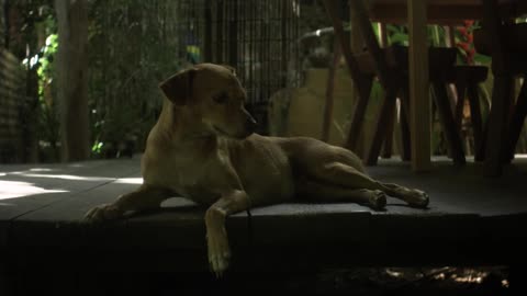 Dog lying on the wooden floor