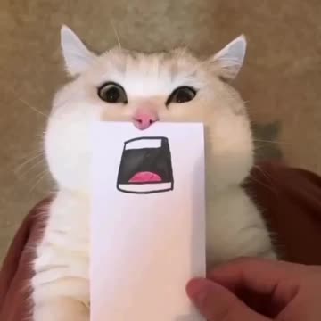 😂 Tonight's Project