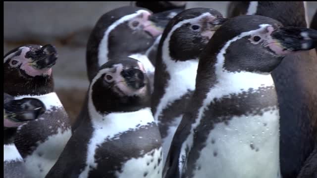 Antarctic penguins and their camels