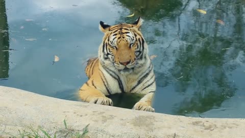 tiger