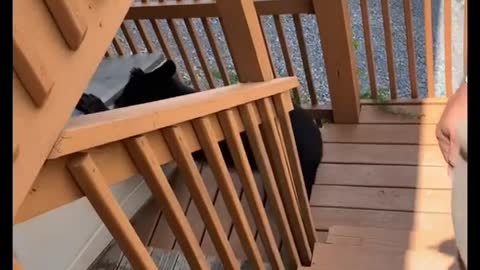 Baby Black Bear Raids The Trash