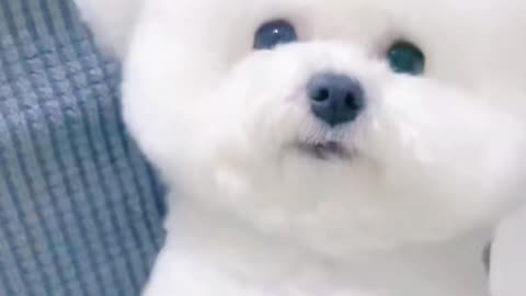 Doesn't it look like a little polar bear? Haha!🤣