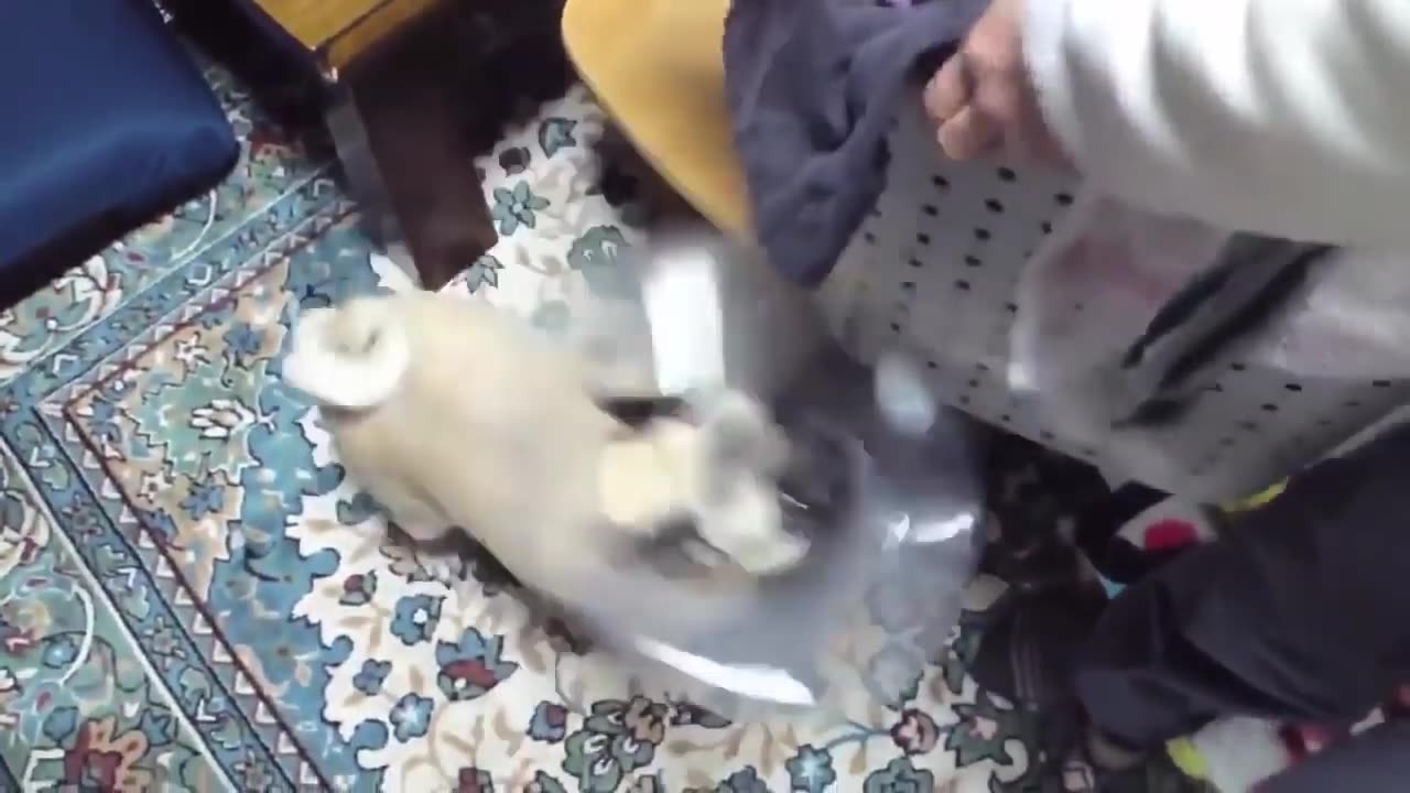 TOP 10 dog barking videos compilation Funny dogs