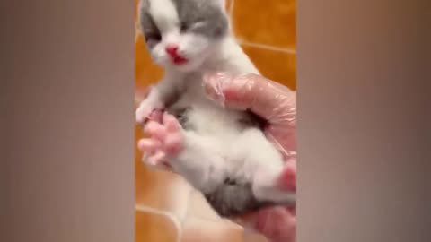 Funniest Animals 2023😹 Funny Cats 😆 You laugh you lose fun network of lovely