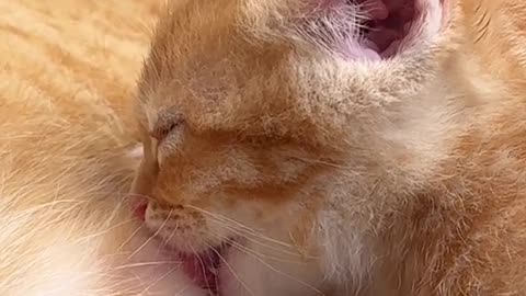 Cat milking her baby