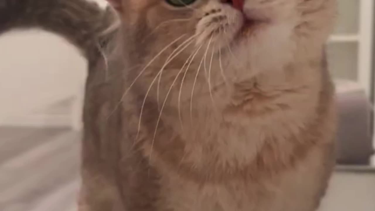 cute cat meowing