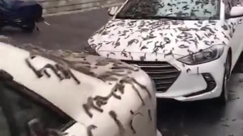 looks like it rained worms in china