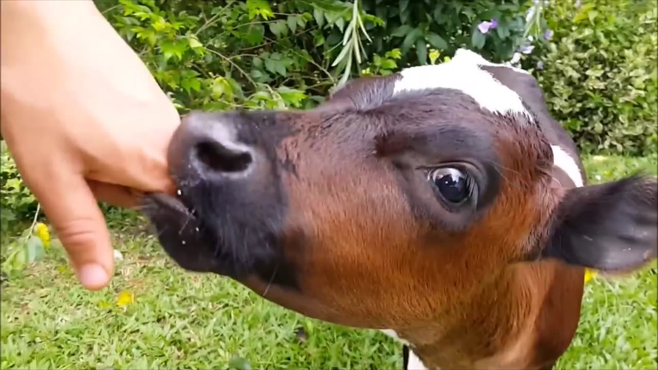 Naughty baby cows/ funny cows