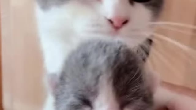 OMG 😘So Cute Cats ♥ Best Funny Cat 😍Videos 2021