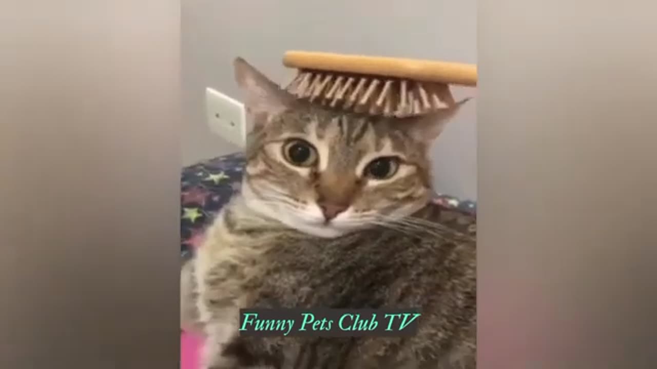 Funny Animal Videos 🤣 Funniest Cats and Dogs Videos 2024 😁 #animals #catsanddogs