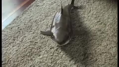 The most cutest shark