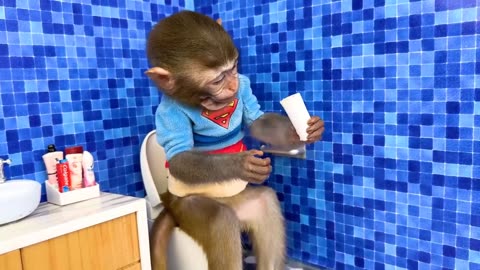 Cute Monkey Baby Activities Part 2 | Cute Animals | Funny and Cute Creature