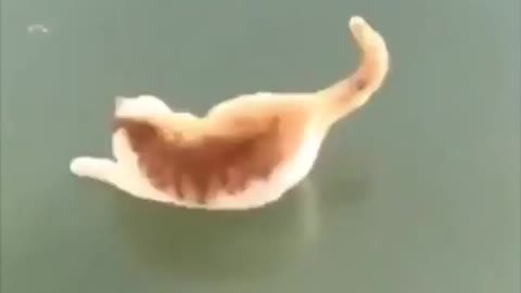 Cats 🐱 chat 🐱