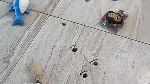 Cat funniest moments